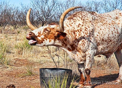 Texas Longhorn_32934.jpg - Photographed at Palo Duro Canyon State Park south of Amarillo, Texas, USA. 
